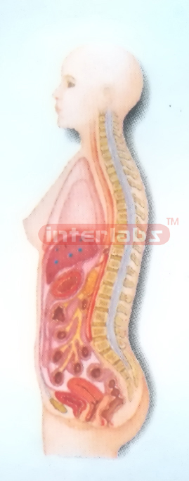 HANGING FEMALE INNER ORGANS MODEL  IN ABDOMINAL CAVITY